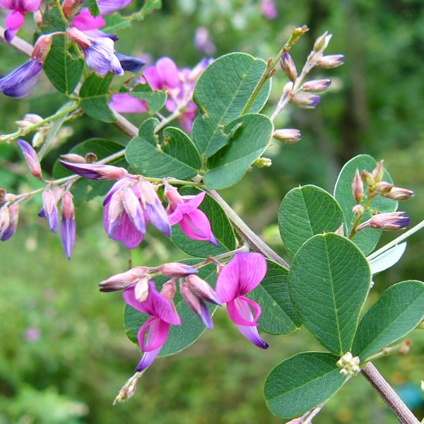 ヤマハギ・山萩（Lespedeza bicolor）種子 1000粒 ※DMT - インテリア小物